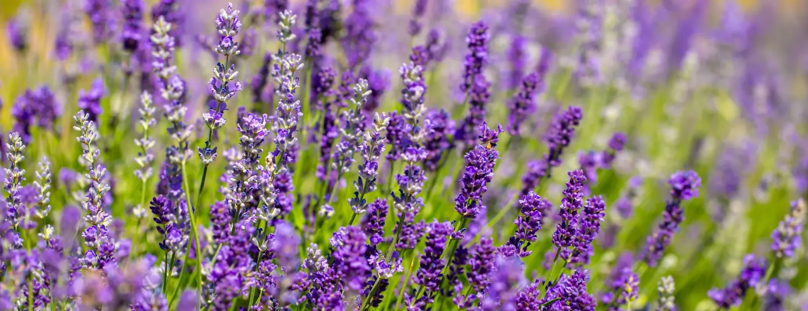 Lavender field