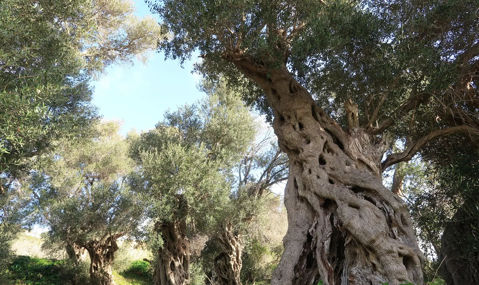 Ancient olive trees in a sunlit grove