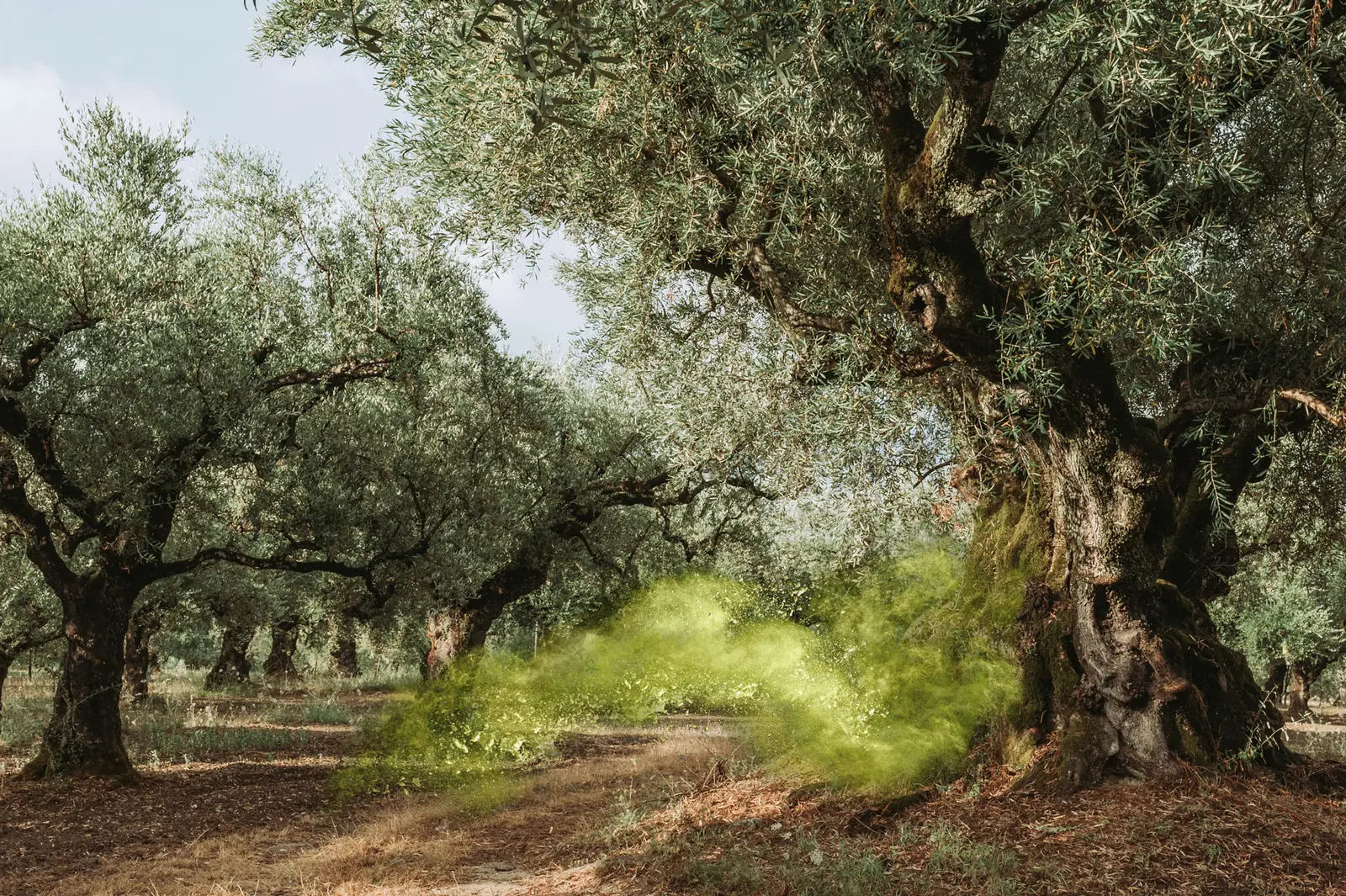 Ancient olive grove with a soft green mist
