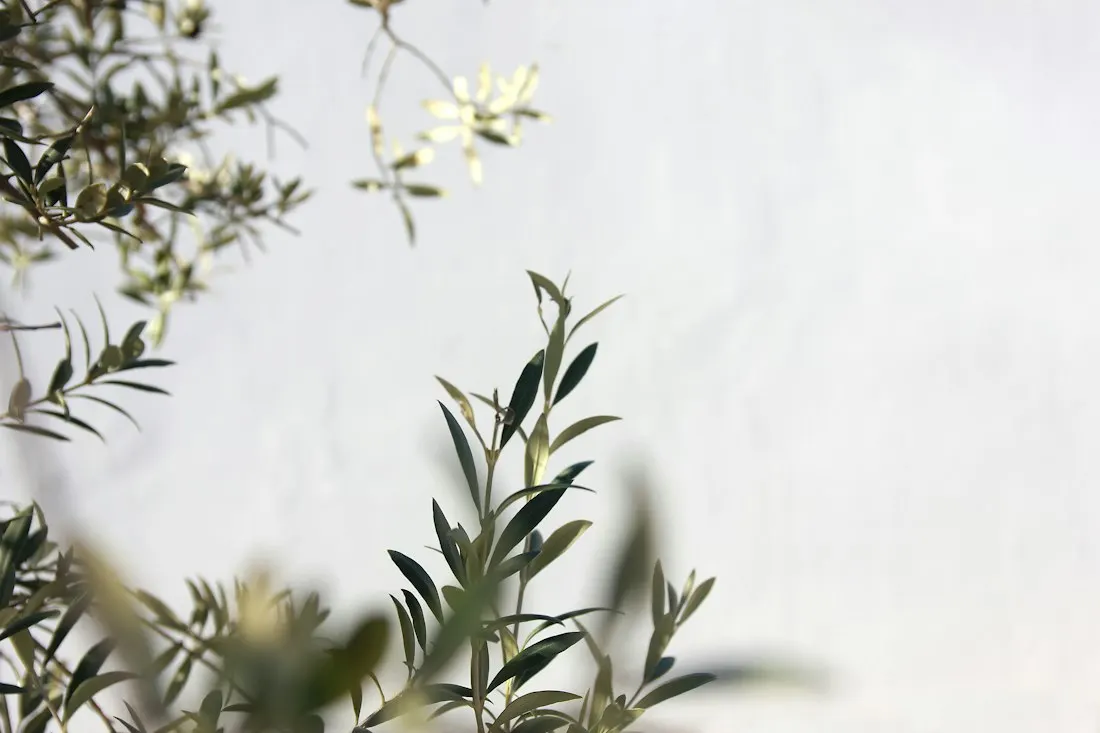 Oliveda waterless skincare